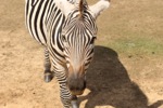 resIMG_20131013_145048_0606.JPG